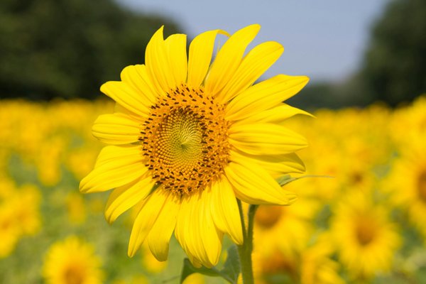 Le tournesol : symbole de positivité, de chance et d’harmonie